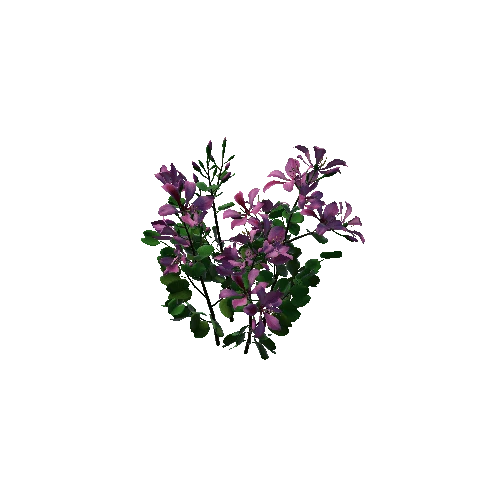 Flower Bauhinia Variegata1 3